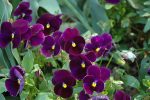 بذر گل بنفشه پنسی هیبرید معطر گل بزرگ رنگ بنفش ارغوانی Pansy Matrix Purple seed