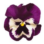 بذر گل بنفشه پنسی هیبرید معطر گل بزرگ رنگ بنفش و سفید Pansy Matrix Purple White Seed