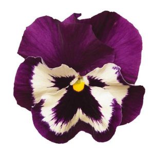 بذر گل بنفشه پنسی هیبرید معطر گل بزرگ رنگ بنفش و سفید Pansy Matrix Purple White Seed