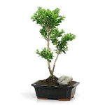 بذر شمشاد رسمی  ژاپنی (EUONYMUS JAPONICUS)