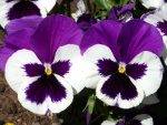 بذر گل بنفشه پنسی هیبرید معطر گل بزرگ رنگ بنفش و سفید Pansy Matrix Purple White Seed