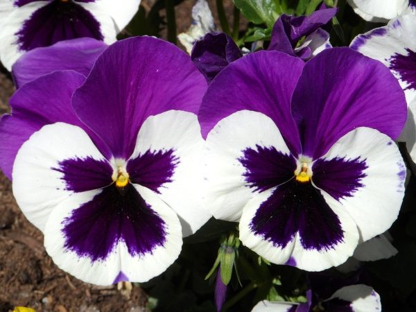 بذر گل بنفشه پنسی هیبرید معطر گل بزرگ رنگ بنفش و سفید Pansy Matrix Purple White Seed