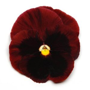 بذر گل بنفشه پنسی هیبرید معطر گل بزرگ رنگ قرمز خالدار Pansy Matrix Red Blotch Seed