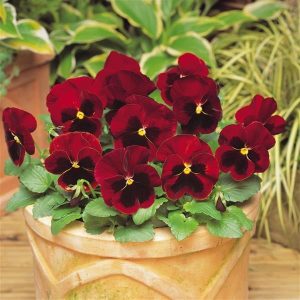 بذر گل بنفشه پنسی هیبرید معطر گل بزرگ رنگ قرمز خالدار Pansy Matrix Red Blotch Seed