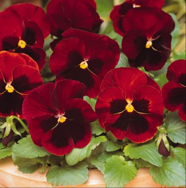بذر گل بنفشه پنسی هیبرید معطر گل بزرگ رنگ قرمز خالدار Pansy Matrix Red Blotch Seed