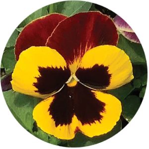 بذر گل بنفشه پنسی هیبرید معطر گل بزرگ رنگ قرمز بالدار Pansy Matrix Red Wing Seed