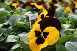 بذر گل بنفشه پنسی هیبرید معطر گل بزرگ رنگ قرمز بالدار Pansy Matrix Red Wing Seed