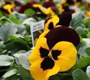 بذر گل بنفشه پنسی هیبرید معطر گل بزرگ رنگ قرمز بالدار Pansy Matrix Red Wing Seed