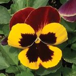 بذر گل بنفشه پنسی هیبرید معطر گل بزرگ رنگ قرمز بالدار Pansy Matrix Red Wing Seed