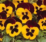 بذر گل بنفشه پنسی هیبرید معطر گل بزرگ رنگ قرمز بالدار Pansy Matrix Red Wing Seed