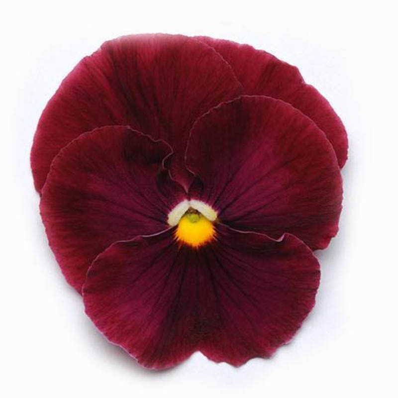 بذر گل بنفشه پنسی هیبرید معطر گل بزرگ رنگ سرخ Pansy Matrix Rose Seed بذر گل بنفشه پنسی هیبرید معطر گل بزرگ رنگ سرخ Pansy Matrix Rose Seed