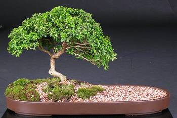 بذر شمشاد رسمی  ژاپنی (EUONYMUS JAPONICUS)