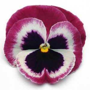 بذر گل بنفشه پنسی هیبرید معطر گل بزرگ رنگ سرخ بالدار Pansy Matrix Rose Wing Seed