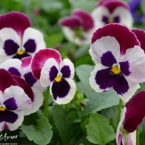 بذر گل بنفشه پنسی هیبرید معطر گل بزرگ رنگ سرخ بالدار Pansy Matrix Rose Wing Seed