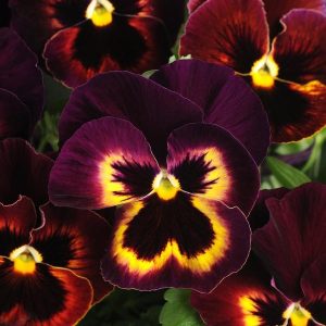 بذر گل بنفشه پنسی هیبرید معطر گل بزرگ رنگ سنگریا شرابی Pansy Matrix Sangria Seed