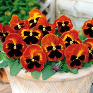 بذر گل بنفشه پنسی هیبرید معطر گل بزرگ رنگ شراره خورشیدی Pansy Matrix Solar Flare Seed