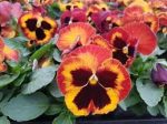 بذر گل بنفشه پنسی هیبرید معطر گل بزرگ رنگ شراره خورشیدی Pansy Matrix Solar Flare Seed