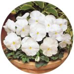 بذر گل بنفشه پنسی هیبرید معطر گل بزرگ رنگ سفید Pansy Matrix White Seed
