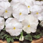 بذر گل بنفشه پنسی هیبرید معطر گل بزرگ رنگ سفید Pansy Matrix White Seed