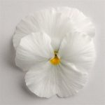 بذر گل بنفشه پنسی هیبرید معطر گل بزرگ رنگ سفید Pansy Matrix White Seed
