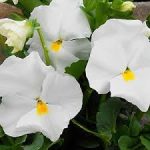 بذر گل بنفشه پنسی هیبرید معطر گل بزرگ رنگ سفید Pansy Matrix White Seed