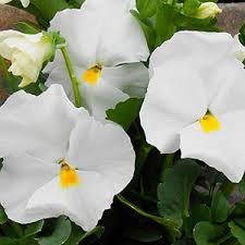 بذر گل بنفشه پنسی هیبرید معطر گل بزرگ رنگ سفید Pansy Matrix White Seed