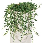 بذر گیاه رشته مروارید (رشته تسبیحی) و بذر گیاه رشته موزی