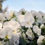 بذر گل بنفشه پنسی هیبرید معطر گل بزرگ رنگ سفید Pansy Matrix White Seed
