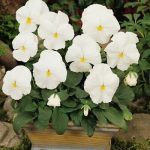 بذر گل بنفشه پنسی هیبرید معطر گل بزرگ رنگ سفید Pansy Matrix White Seed