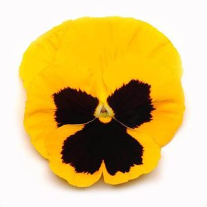 بذر گل بنفشه پنسی هیبرید معطر گل بزرگ رنگ زرد خالدار Pansy Matrix Yellow Blotch Seed