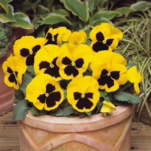 بذر گل بنفشه پنسی هیبرید معطر گل بزرگ رنگ زرد خالدار Pansy Matrix Yellow Blotch Seed