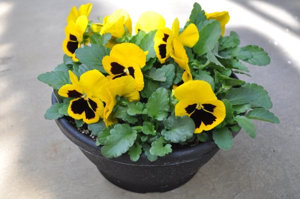 بذر گل بنفشه پنسی هیبرید معطر گل بزرگ رنگ زرد خالدار Pansy Matrix Yellow Blotch Seed