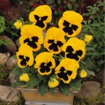 بذر گل بنفشه پنسی هیبرید معطر گل بزرگ رنگ زرد خالدار Pansy Matrix Yellow Blotch Seed