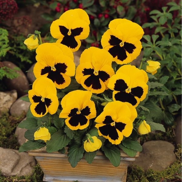 بذر گل بنفشه پنسی هیبرید معطر گل بزرگ رنگ زرد خالدار Pansy Matrix Yellow Blotch Seed