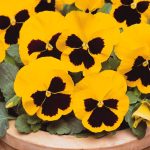 بذر گل بنفشه پنسی هیبرید معطر گل بزرگ رنگ زرد خالدار Pansy Matrix Yellow Blotch Seed