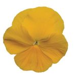 بذر گل بنفشه پنسی هیبرید معطر گل بزرگ رنگ زرد بهبود یافته Pansy Matrix Yellow Improved Seed