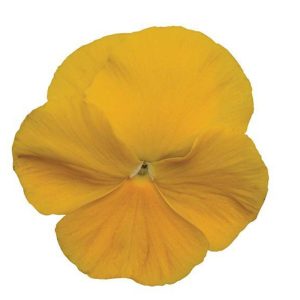 بذر گل بنفشه پنسی هیبرید معطر گل بزرگ رنگ زرد بهبود یافته Pansy Matrix Yellow Improved Seed