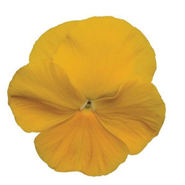بذر گل بنفشه پنسی هیبرید معطر گل بزرگ رنگ زرد بهبود یافته Pansy Matrix Yellow Improved Seed