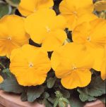 بذر گل بنفشه پنسی هیبرید معطر گل بزرگ رنگ زرد بهبود یافته Pansy Matrix Yellow Improved Seed