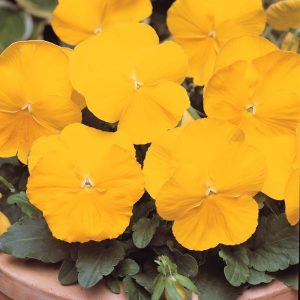 بذر گل بنفشه پنسی هیبرید معطر گل بزرگ رنگ زرد بهبود یافته Pansy Matrix Yellow Improved Seed