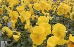 بذر گل بنفشه پنسی هیبرید معطر گل بزرگ رنگ زرد بهبود یافته Pansy Matrix Yellow Improved Seed
