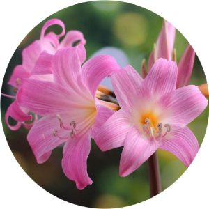 پیاز گل آماریلیس بلادونا هلندی | Amaryllis belladonna | belladonna lily