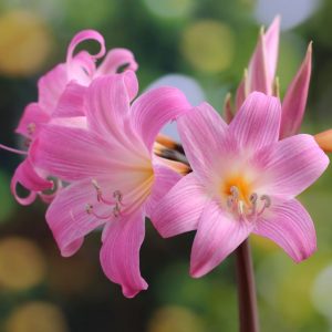 پیاز گل آماریلیس بلادونا هلندی | Amaryllis belladonna | belladonna lily