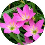 پیاز گل نیلوفر باران صورتی یا سوسن باران | PINK RAIN LILY