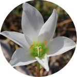 پیاز گل نیلوفر باران سفید یا سوسن باران | White RAIN LILY