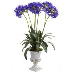 پیاز گیاه آگاپانتوس یا سوسن آفریقایی رنگ بنفش AGAPANTHUS ORIENTALIS PURPLE