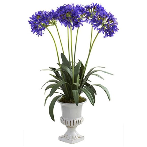 پیاز گیاه آگاپانتوس یا سوسن آفریقایی رنگ بنفش AGAPANTHUS ORIENTALIS PURPLE