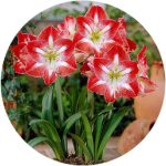 پیاز گل آماریلیس هلندی (تولید داخل) دو رنگ قرمز سفید واریته دانه برف amaryllis snowflox Bulb