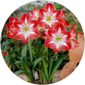 پیاز گل آماریلیس هلندی (تولید داخل) دو رنگ قرمز سفید واریته دانه برف amaryllis snowflox Bulb