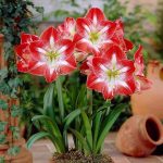 پیاز گل آماریلیس هلندی (تولید داخل) دو رنگ قرمز سفید واریته دانه برف amaryllis snowflox Bulb